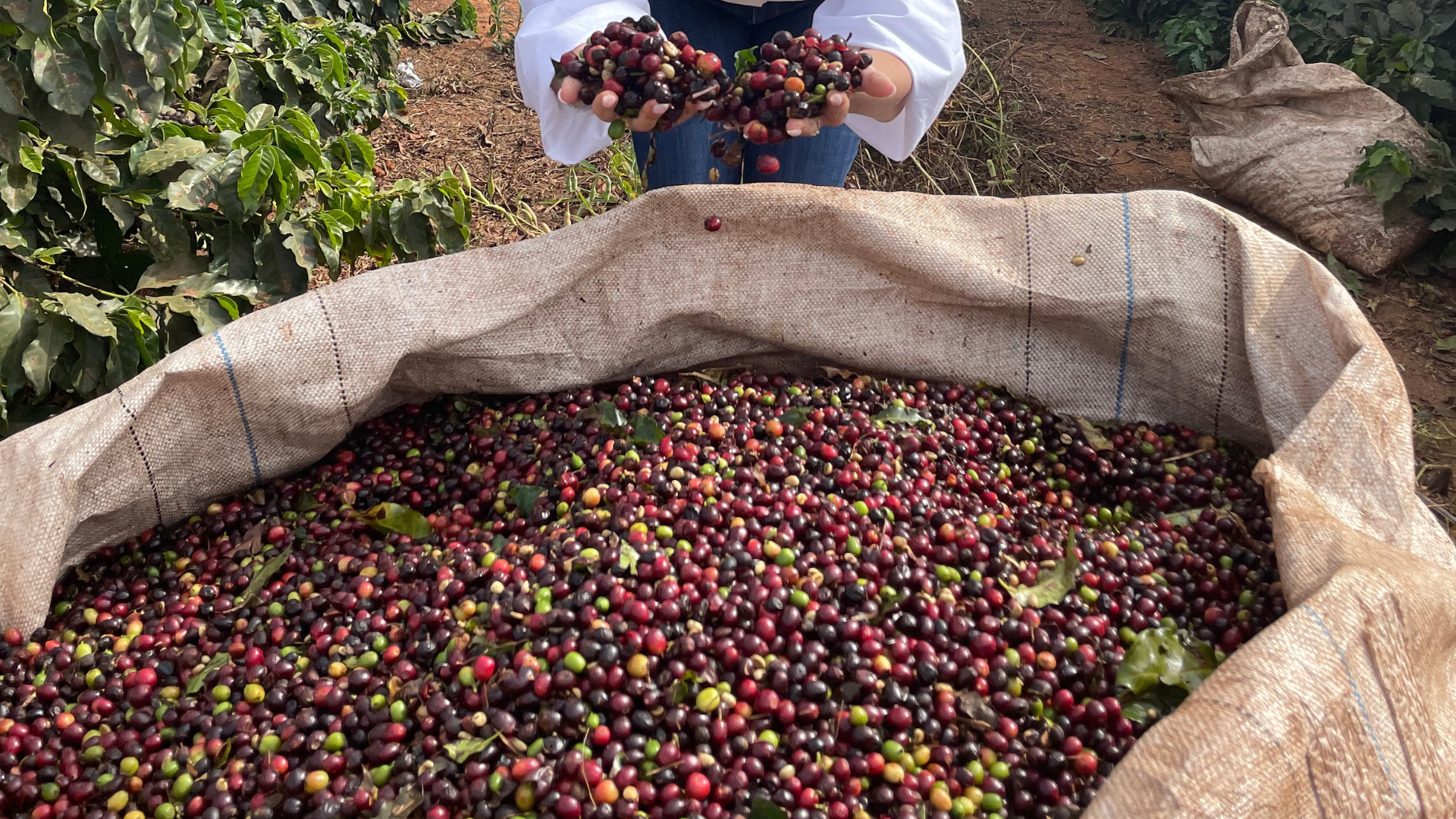 what is 4C coffee and cocoa